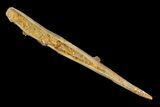Fossil Shark (Hybodus) Dorsal Spine - Morocco #145367-2